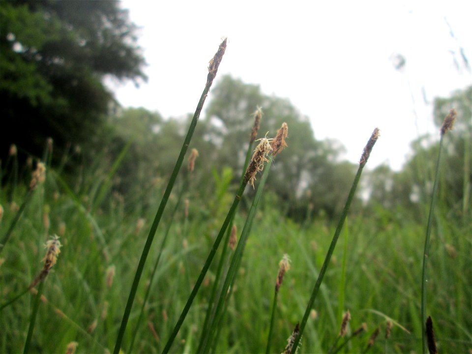 Gewöhnliche Sumpfbinse (Eleocharis palustris) im Naturschutzgebiet „St. Arnualer Wiesen“
