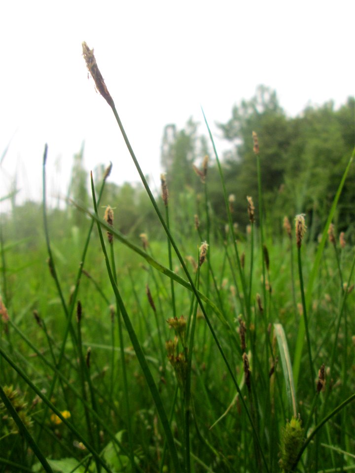 Gewöhnliche Sumpfbinse (Eleocharis palustris) im Naturschutzgebiet „St. Arnualer Wiesen“