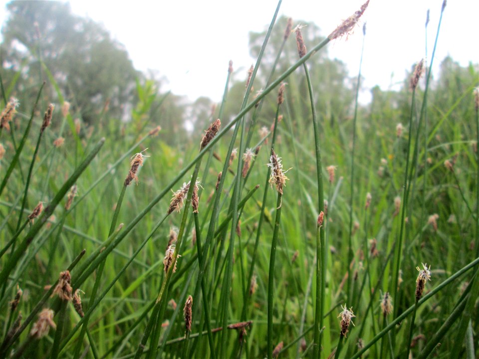 Gewöhnliche Sumpfbinse (Eleocharis palustris) im Naturschutzgebiet „St. Arnualer Wiesen“