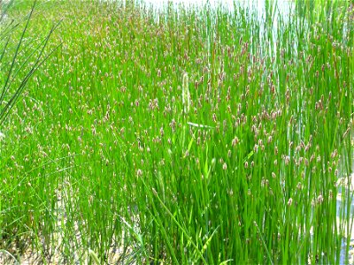 Eleocharis palustris habit, Valle de Alcudia, Spain