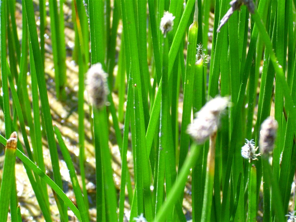 Eleocharis palustris stems, Valle de Alcudia, Spain