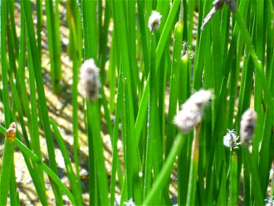 Eleocharis palustris stems, Valle de Alcudia, Spain