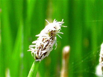 Eleocharis palustris inflorescence, Valle de Alcudia, Spain