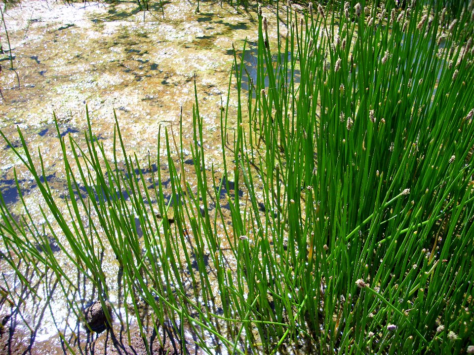 Eleocharis palustris habit, Valle de Alcudia, Spain