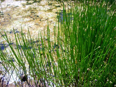 Eleocharis palustris habit, Valle de Alcudia, Spain