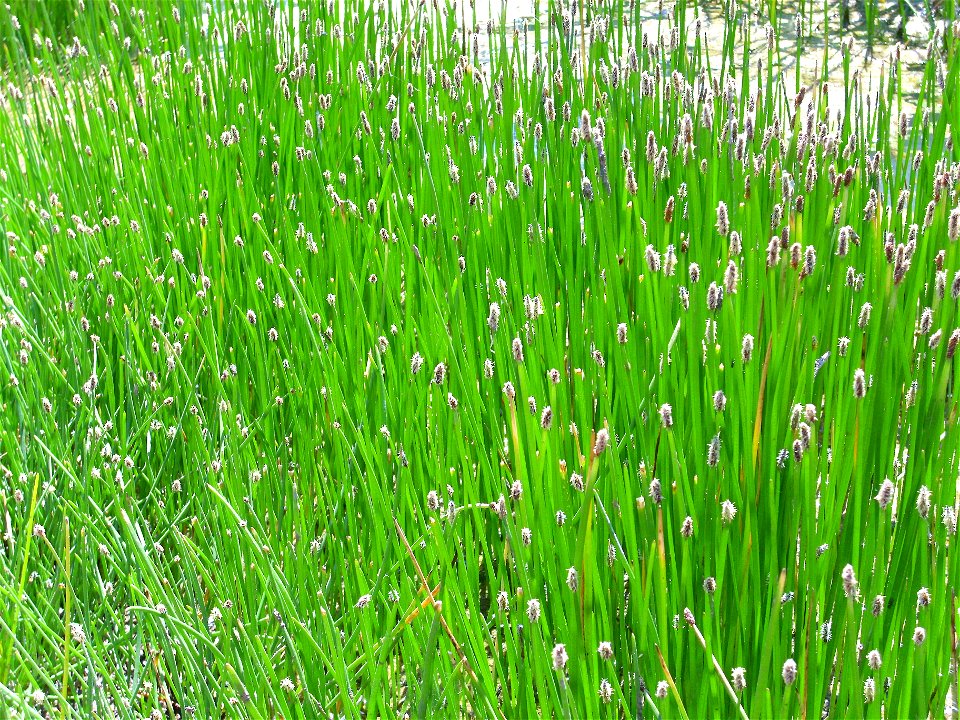 Eleocharis palustris habito, Valle de Alcudia, Spain
