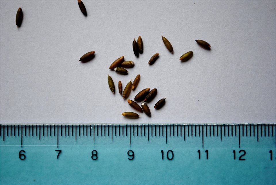 Seeds of "Caña colihue" Chusquea culeou