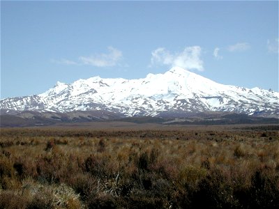 Snow-covered Mount Ruapehu viewed across Chionochloa rubra tussock grassland.