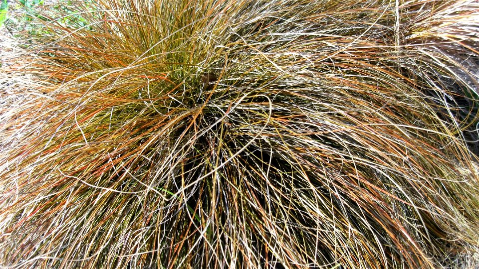 Red tussock grass in New Zealand