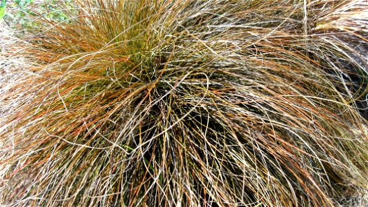 Red tussock grass in New Zealand