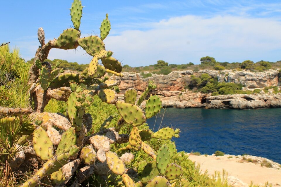 Mallorca summer nature