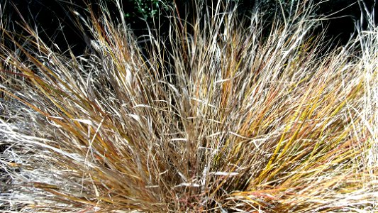 Red tussock grass in New Zealand