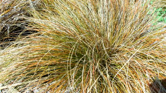 Red tussock grass in New Zealand