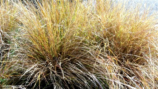Red tussock grass in New Zealand