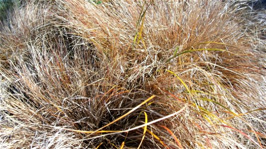 Cultivated Red tussock grass (Māori:haumata) in Waikanae