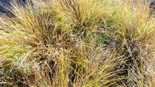 Cultivated Red tussock grass (Māori:haumata) in Waikanae
