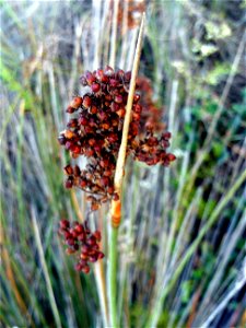 Juncus acutus subsp. acutus fruits closeup, La Mata, Torrevieja, Alicante, Spain