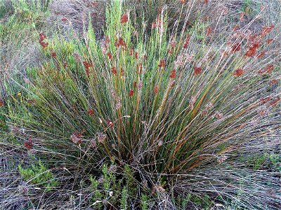 Juncus acutus subsp. acutus habitus, La Mata, Torrevieja, Alicante, Spain