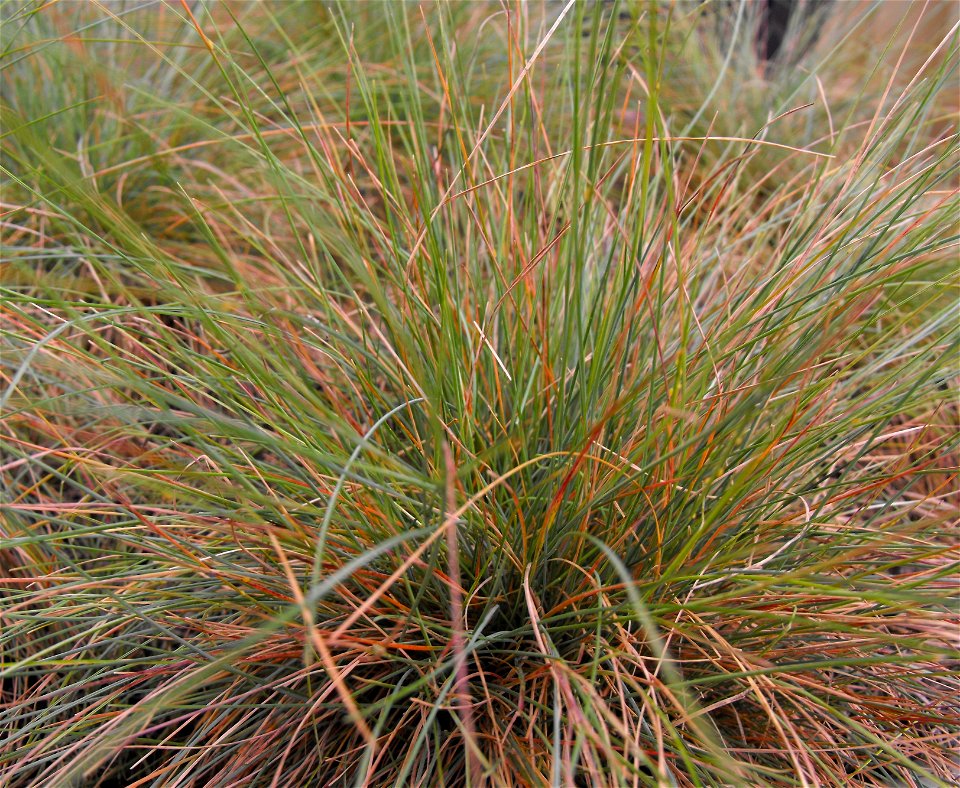 Festuca idahoensis  - at the Rancho Santa Ana Botanic Garden in Claremont, Southern California, U.S.
 Identified by garden i.d. sign.