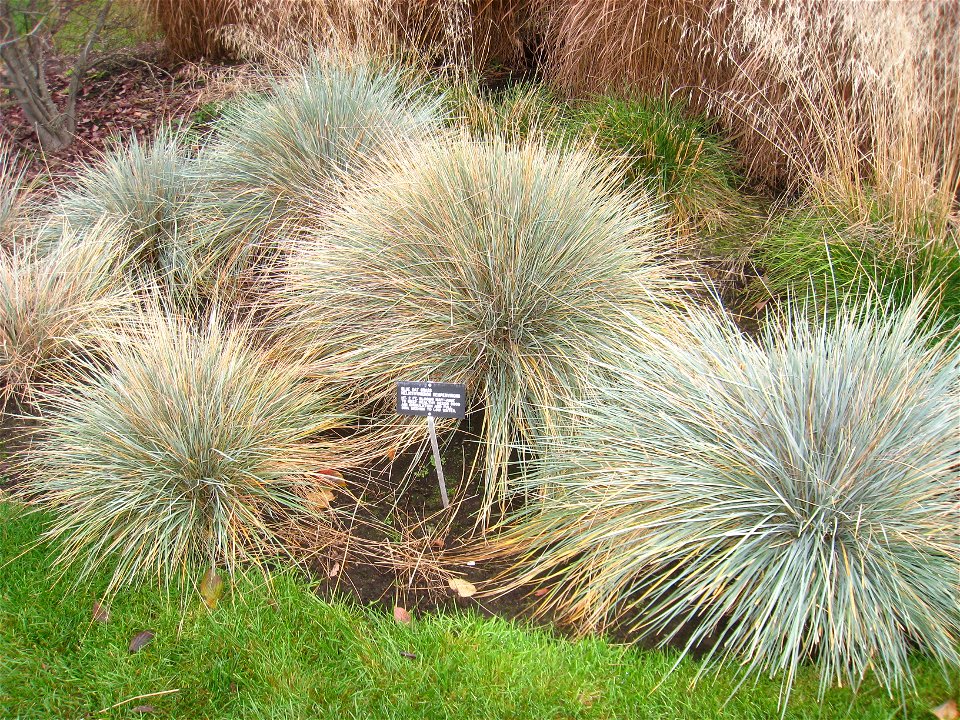 Helictotrichon sempervirens, Manito Park, Spokane, Washington, USA.