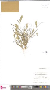Eragrostis cilianensis