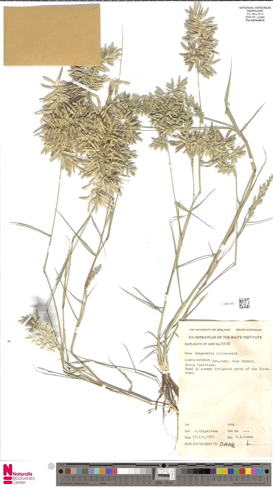 Eragrostis cilianensis