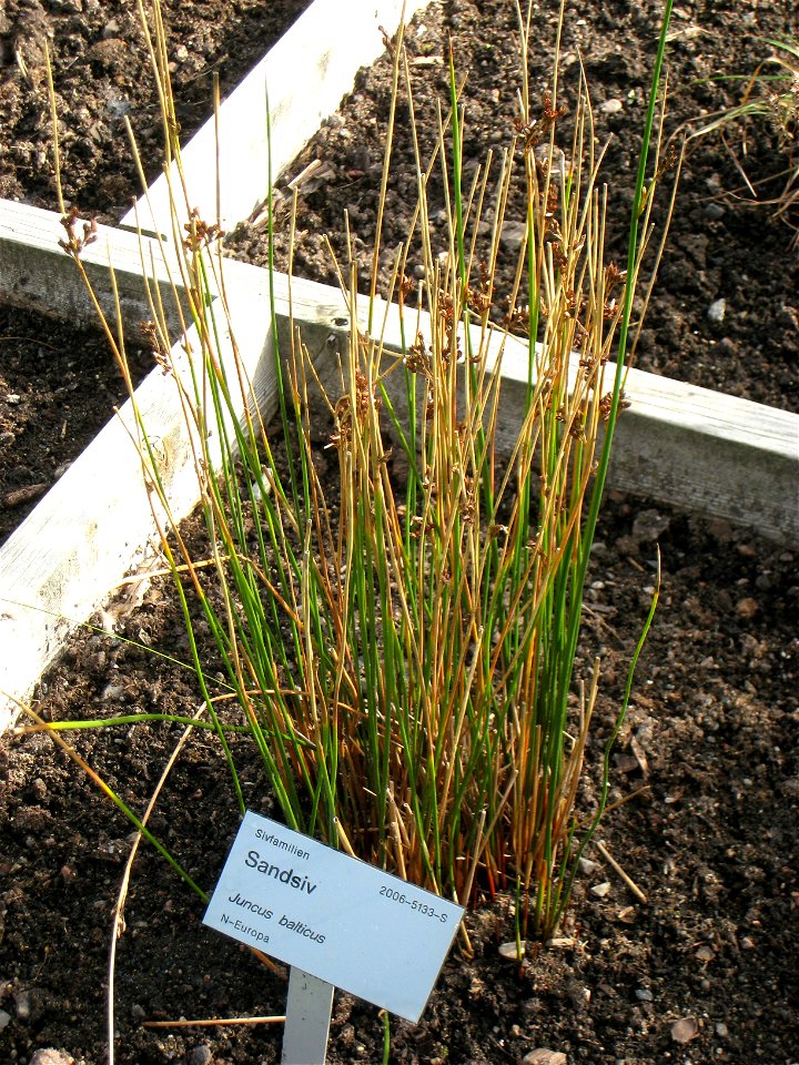 Juncus balticus - Oslo botanical garden, Oslo, Norway.