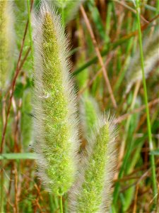 Polypogon monspeliensis (det. User:RLJ) close up, Campo de Calatrava, Spain