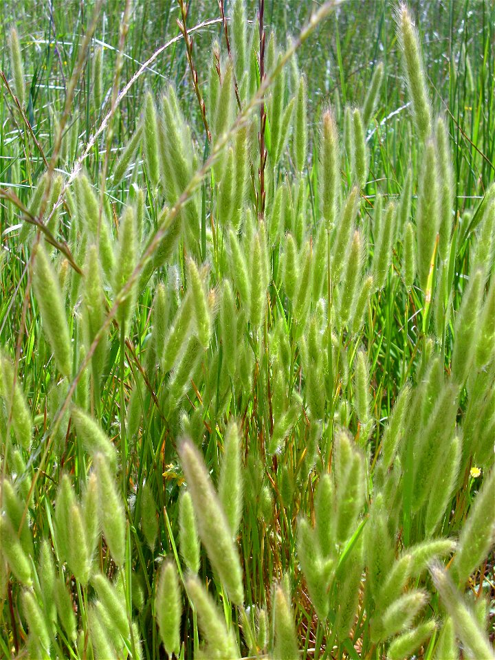 Polypogon monspeliensis habit, Dehesa Boyal de Puertollano, Spain