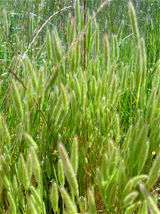 Polypogon monspeliensis habit, Dehesa Boyal de Puertollano, Spain