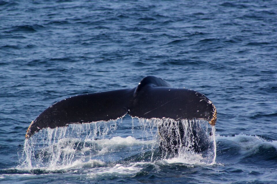 Fluke shot whale fluke whale tail 2 6