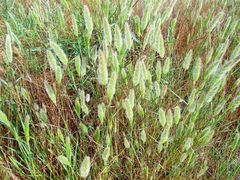Polypogon monspeliensis (det. User:RLJ) habit, Campo de Calatrava, Spain