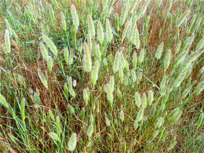 Polypogon monspeliensis (det. User:RLJ) habit, Campo de Calatrava, Spain