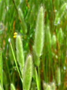 Polypogon monspeliensis spikes close up, Dehesa Boyal de Puertollano, Spain