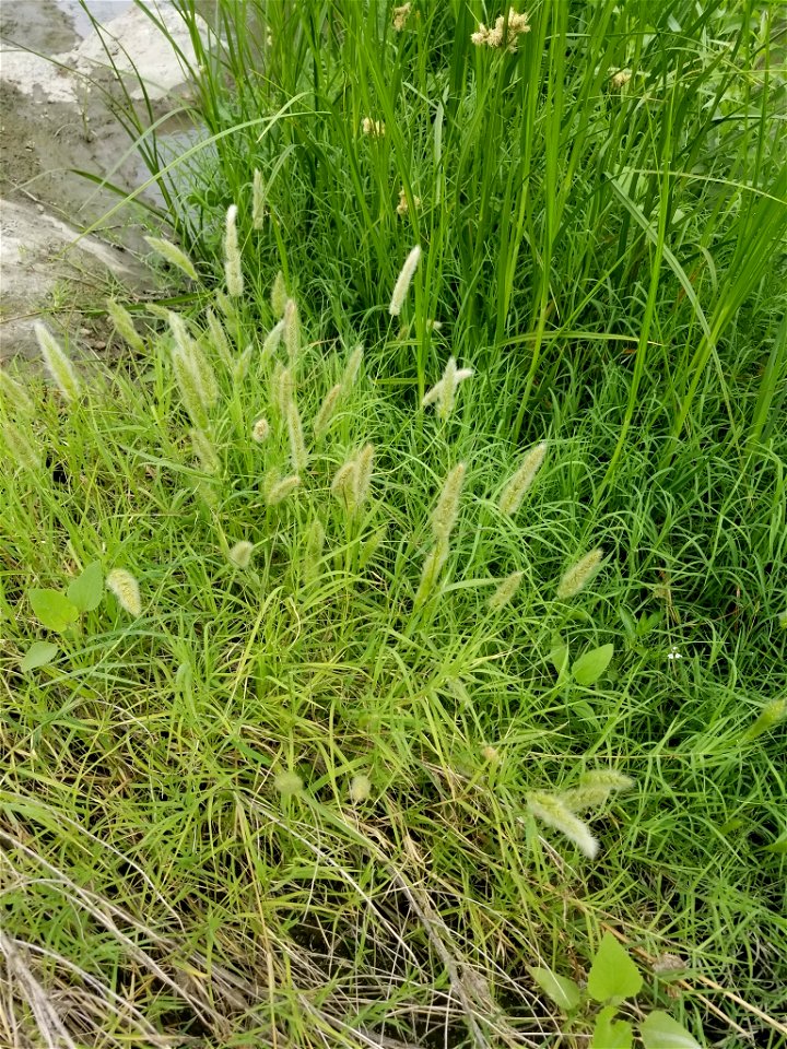 Polypogon monspeliensis