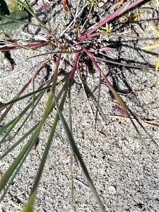 Polypogon monspeliensis