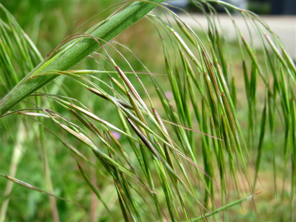 Taube Trespe (Bromus sterilis) in Hockenheim