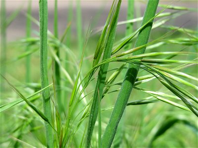 Taube Trespe (Bromus sterilis) in Hockenheim