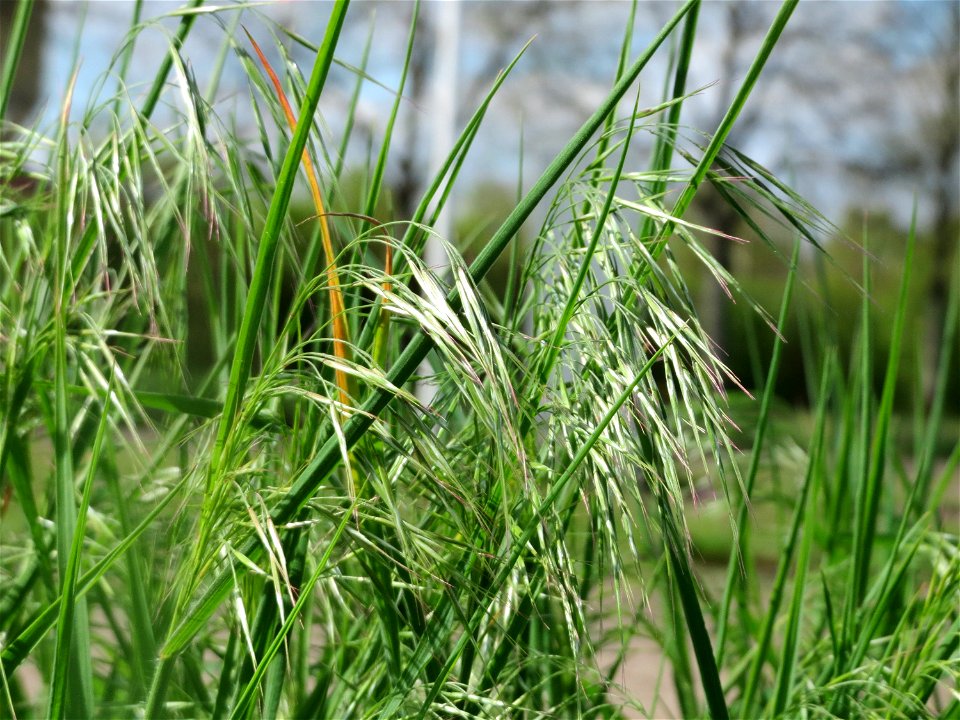 Taube Trespe (Bromus sterilis) in Hockenheim