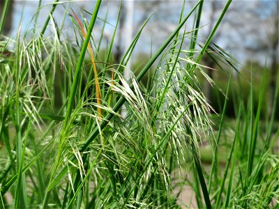 Taube Trespe (Bromus sterilis) in Hockenheim
