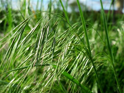 Taube Trespe (Bromus sterilis) in Hockenheim