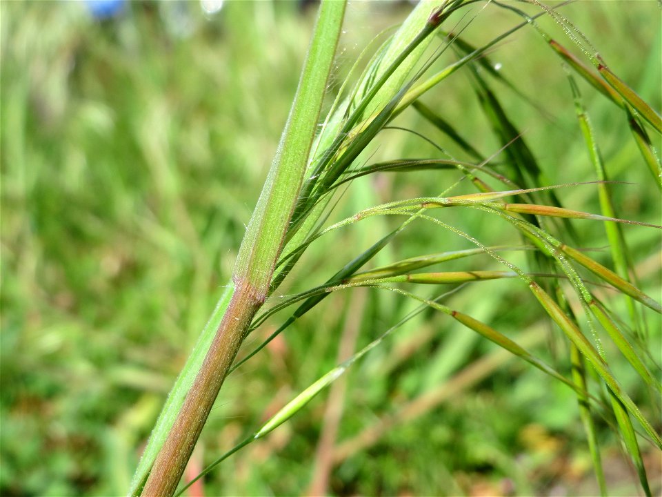 Taube Trespe (Bromus sterilis) in Hockenheim