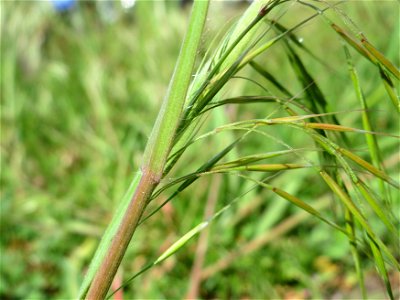 Taube Trespe (Bromus sterilis) in Hockenheim