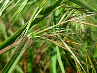 Taube Trespe (Bromus sterilis) in Hockenheim