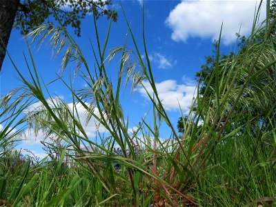 Taube Trespe (Bromus sterilis) in Hockenheim