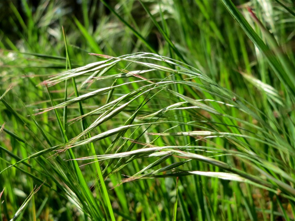 Taube Trespe (Bromus sterilis) im Schwetzinger Hardt