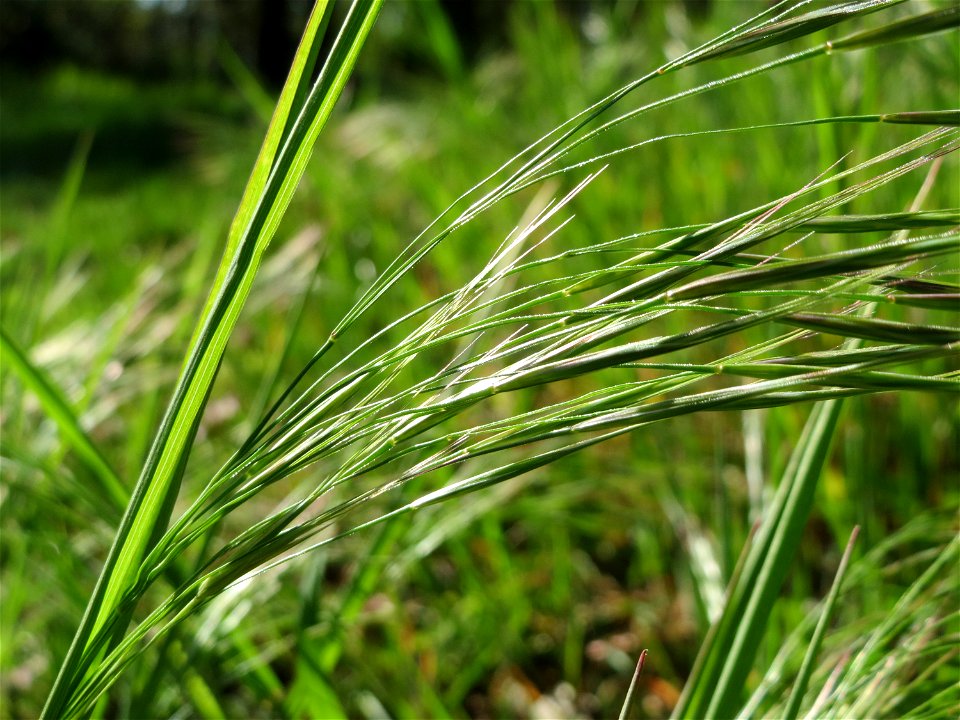 Taube Trespe (Bromus sterilis) im Schwetzinger Hardt