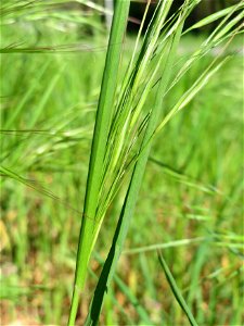 Taube Trespe (Bromus sterilis) im Schwetzinger Hardt