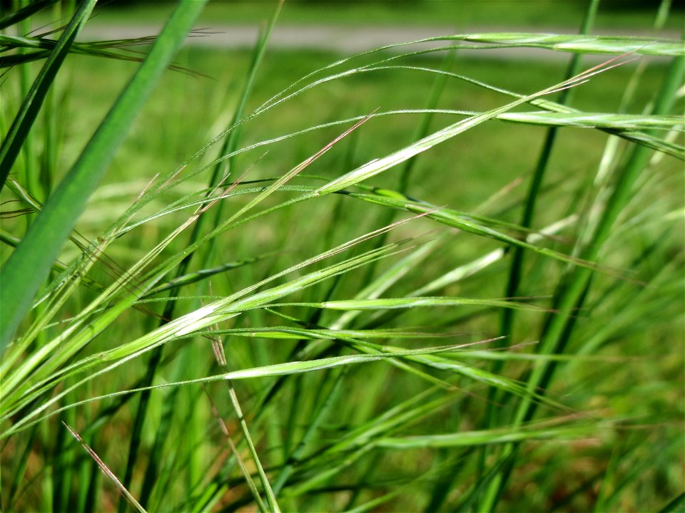 Taube Trespe (Bromus sterilis) im Schwetzinger Hardt