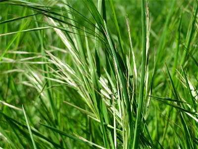 Taube Trespe (Bromus sterilis) bei Altlußheim